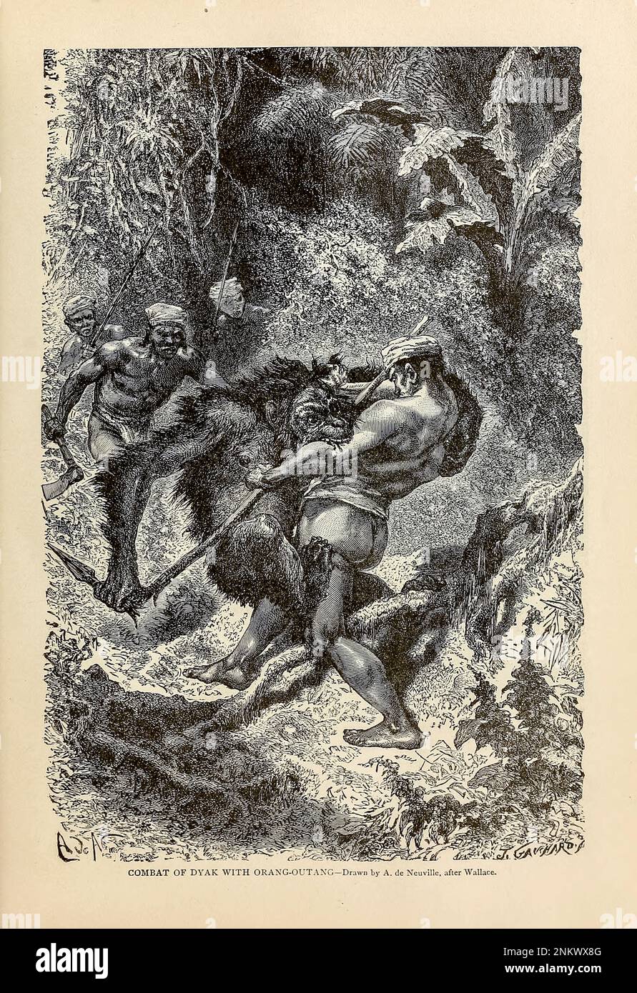 Combat of Dyak or Dayak with Orangutan Drawn by A de Neuville after Wallace Chapter XXI - The Malays from Cyclopedia universal history : embracing the most complete and recent presentation of the subject in two principal parts or divisions of more than six thousand pages by John Clark Ridpath, 1840-1900 Publication date 1895 Publisher Boston : Balch Bros. Volume 6 History of Man and Mankind Stock Photo