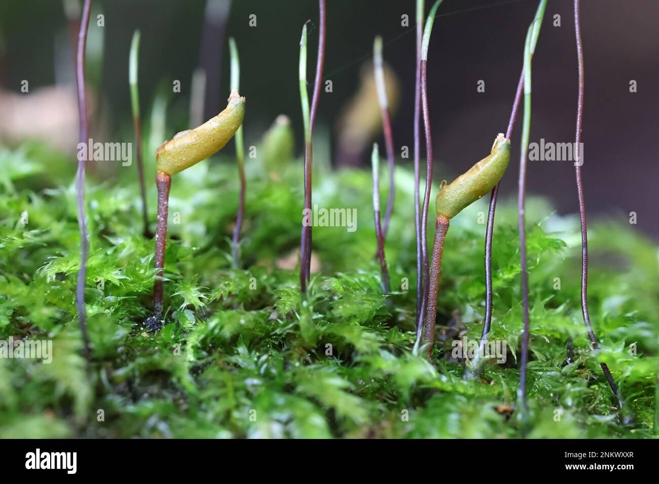 Buxbaumia viridis, commonly known as the green shield-moss, fertile sporophytes photographed in Finland Stock Photo