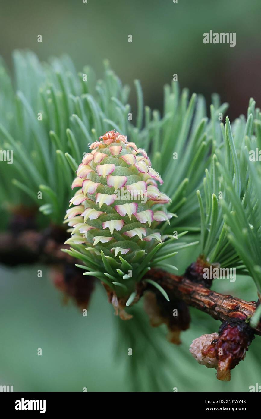 Fresh cone and leaves of European Larch, Larix decidua Stock Photo