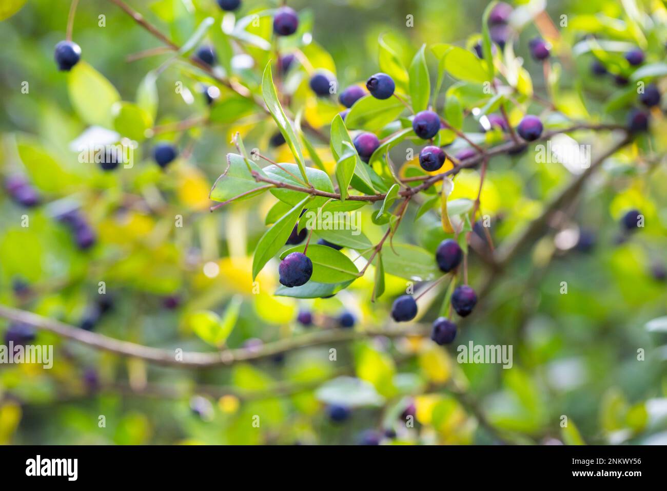 Detail of a myrtle bush with berries in autumn selective focus, natural background Stock Photo