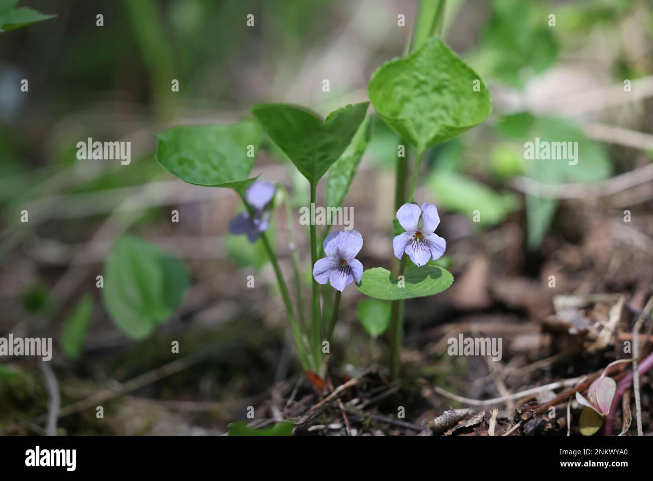 Viola mirabilis, commonly known as Wonder Violet, wild spring flower from Finland Stock Photo