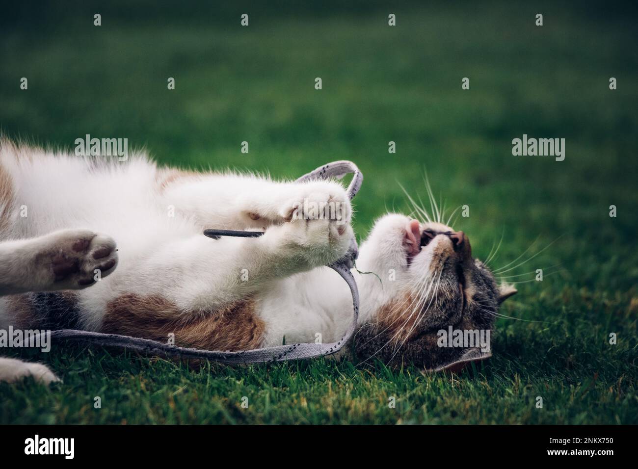 Cat princess is lying on her back in the grass, playing with her paws and mouth with a white string. Fun of a domestic cat. Interest in string. A life Stock Photo