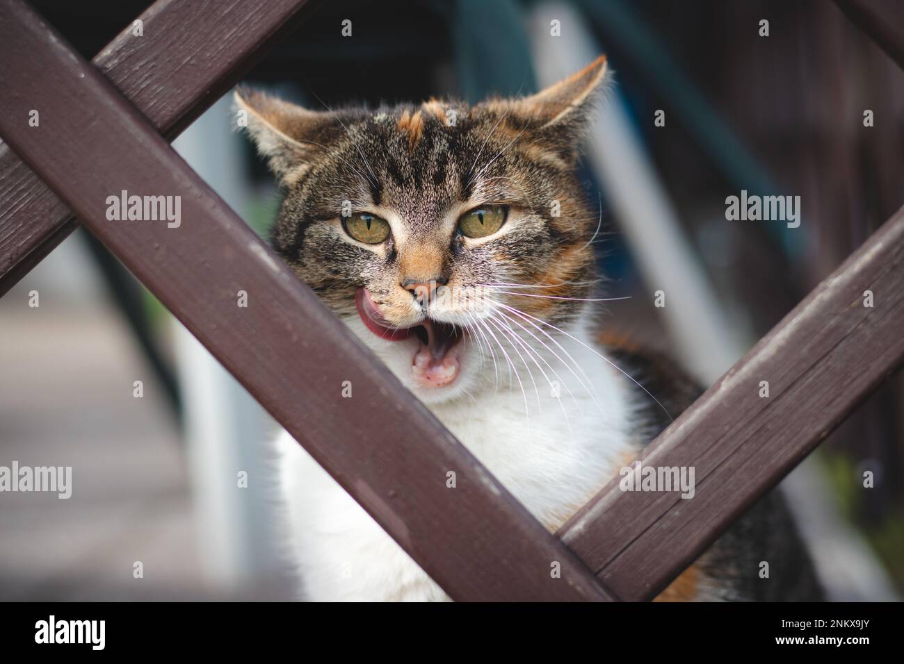 Closeup of a curious cat peeking through wooden cones and licking its