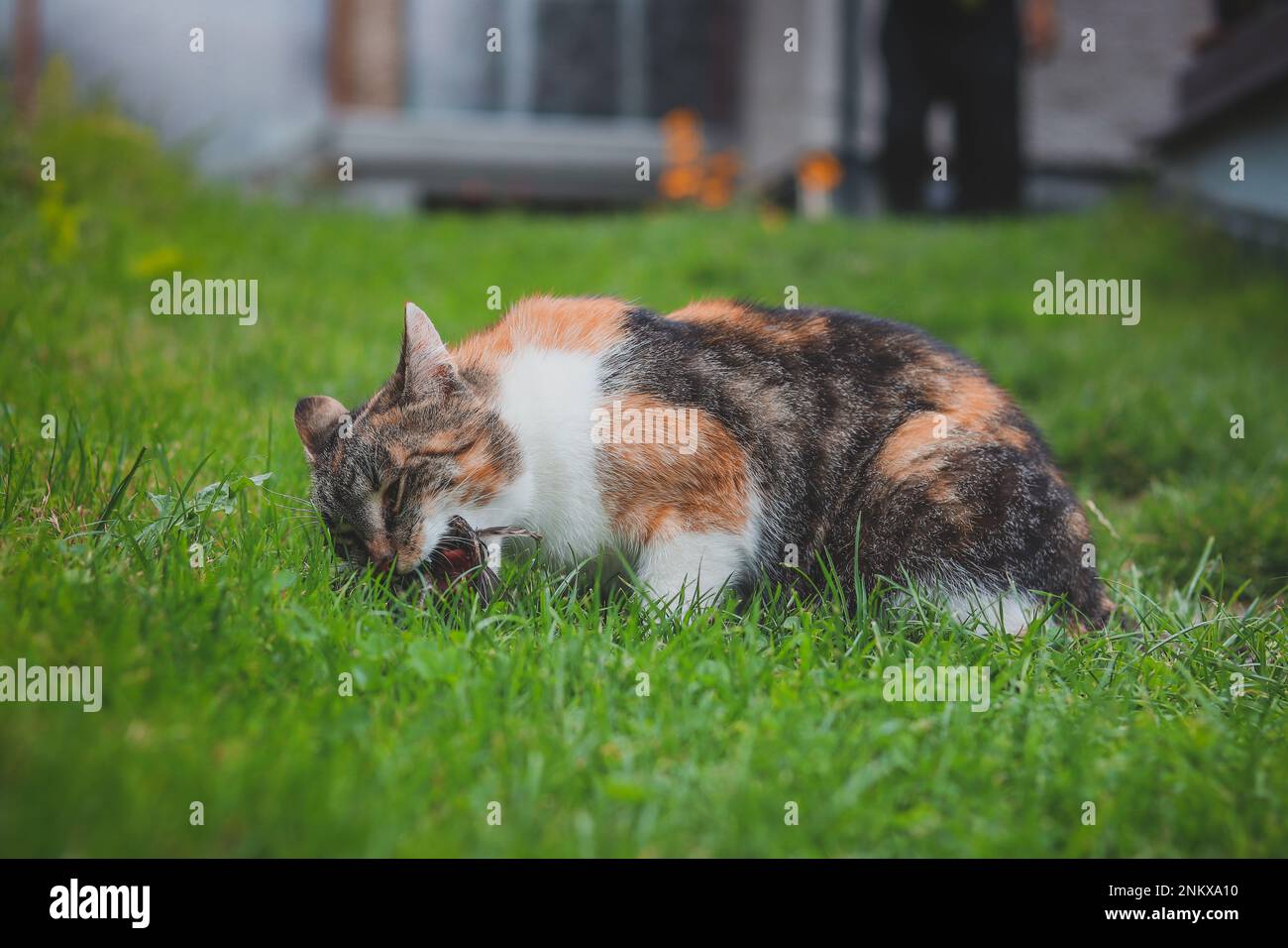 Domestic color cat turned into a hunter, hunting a mouse and having it for lunch. Closeup of