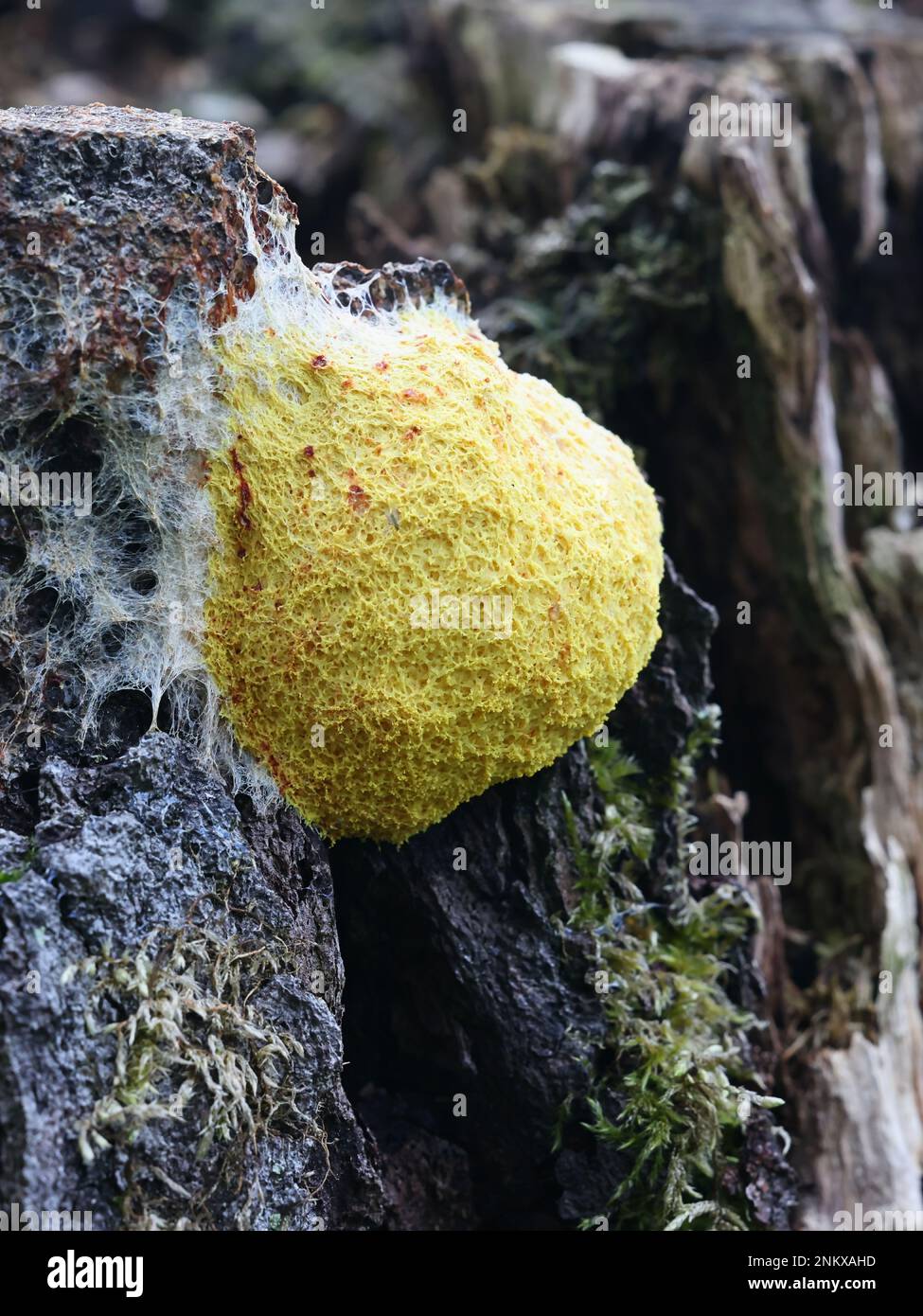Fuligo septica, a slime mold known as the dog vomit slime mold