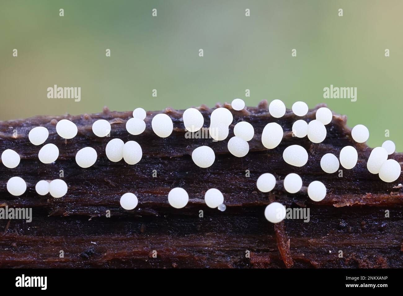 Physarum leucophaeum, slime mold from Finland, no common English name Stock Photo
