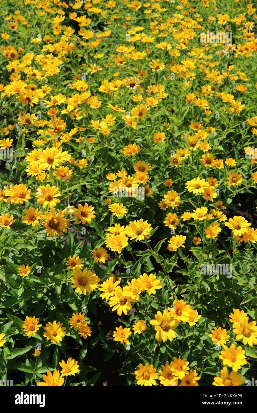 Heliopsis helianthoides var. scabra 'Light of Loddon' bright yellow flowers meadow Stock Photo