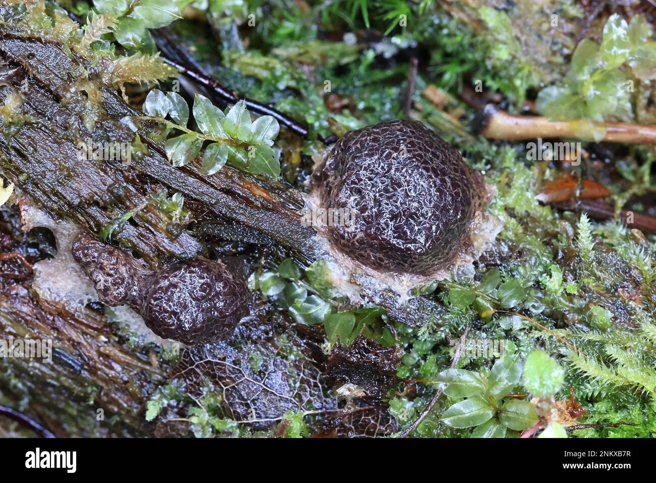 Siphoptychium reticulatum, a slime mold from Finland, no common English name Stock Photo