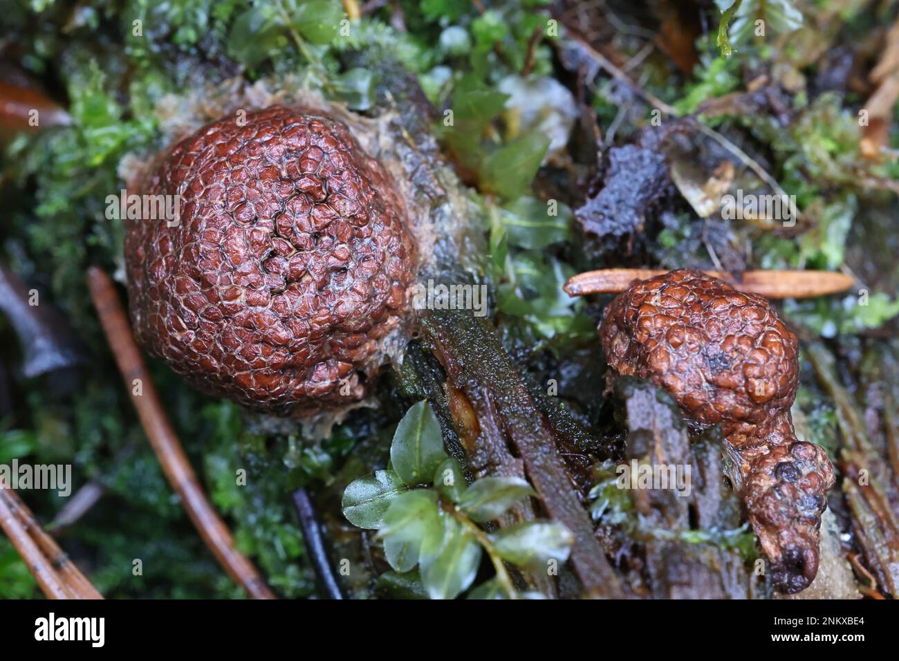 Siphoptychium reticulatum, a slime mold from Finland, no common English name Stock Photo