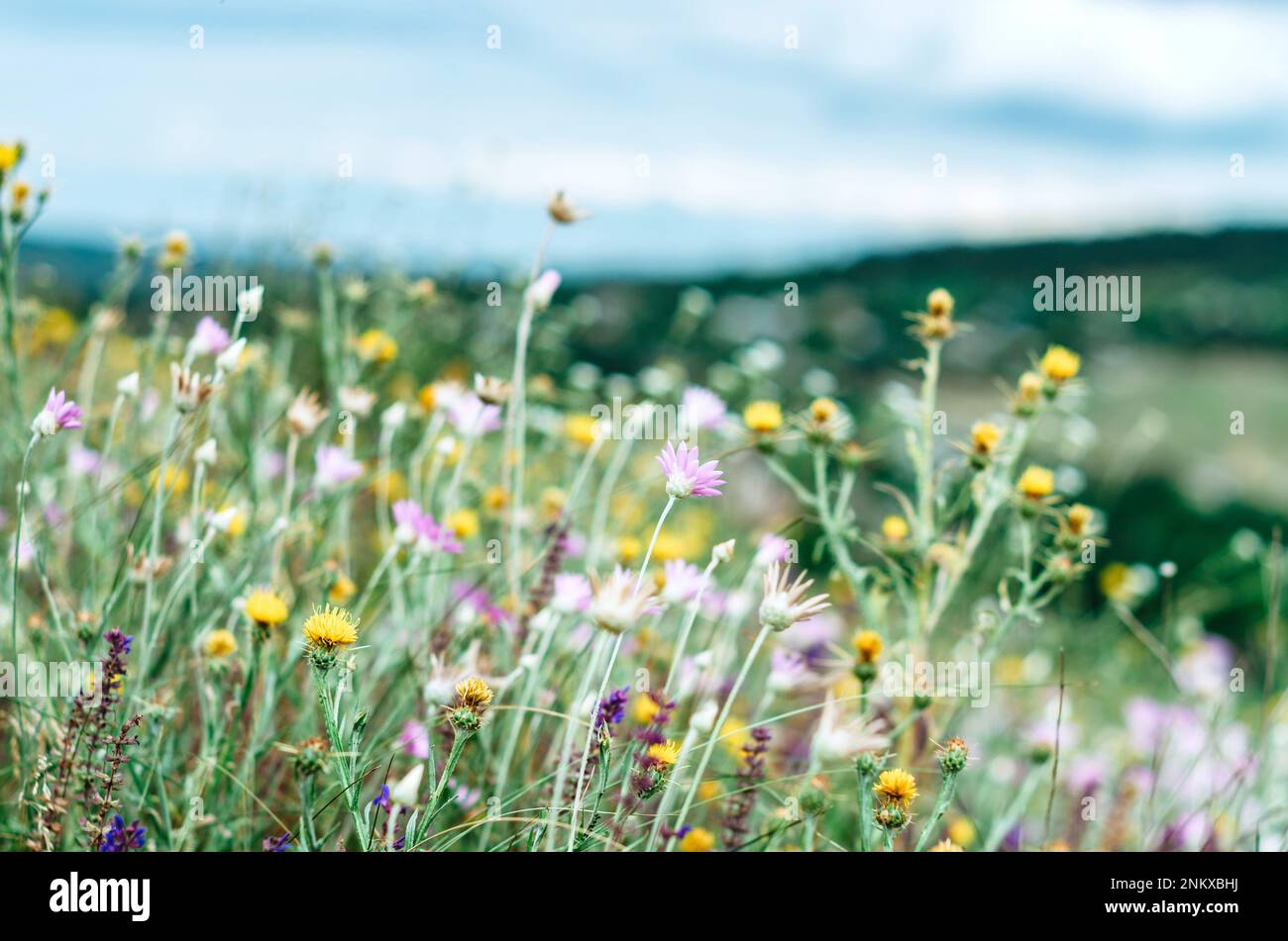 Hill sun wildflower hi-res stock photography and images - Alamy