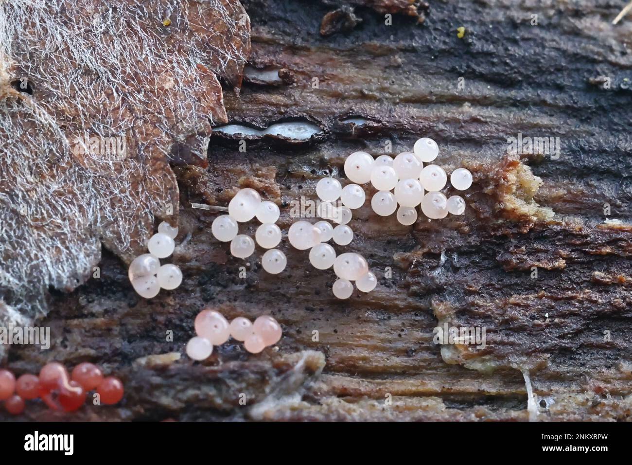 Enerthenema papillatum, a slime mold, and Propolis farinosa Stock Photo