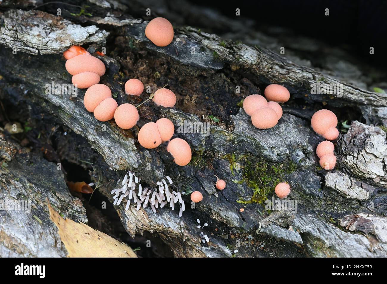 Stemonitopsis typhina, also called Comatricha typhoides, a slime mold of the order Stemonitida, immature specimen from Finland Stock Photo