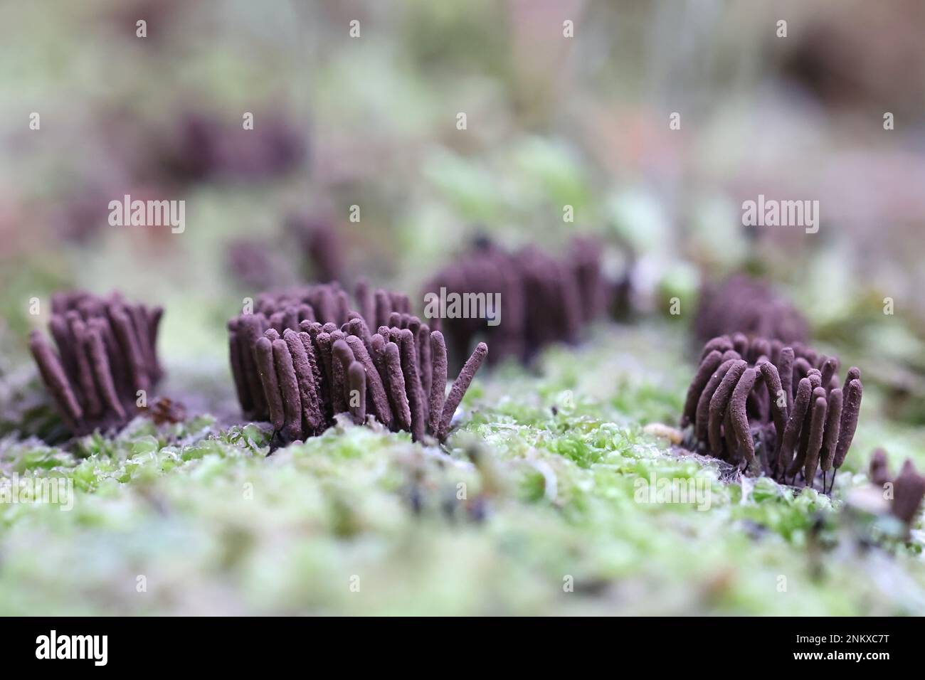 Stemonitis virginiensis, a slime mold from Finland, no common English name Stock Photo