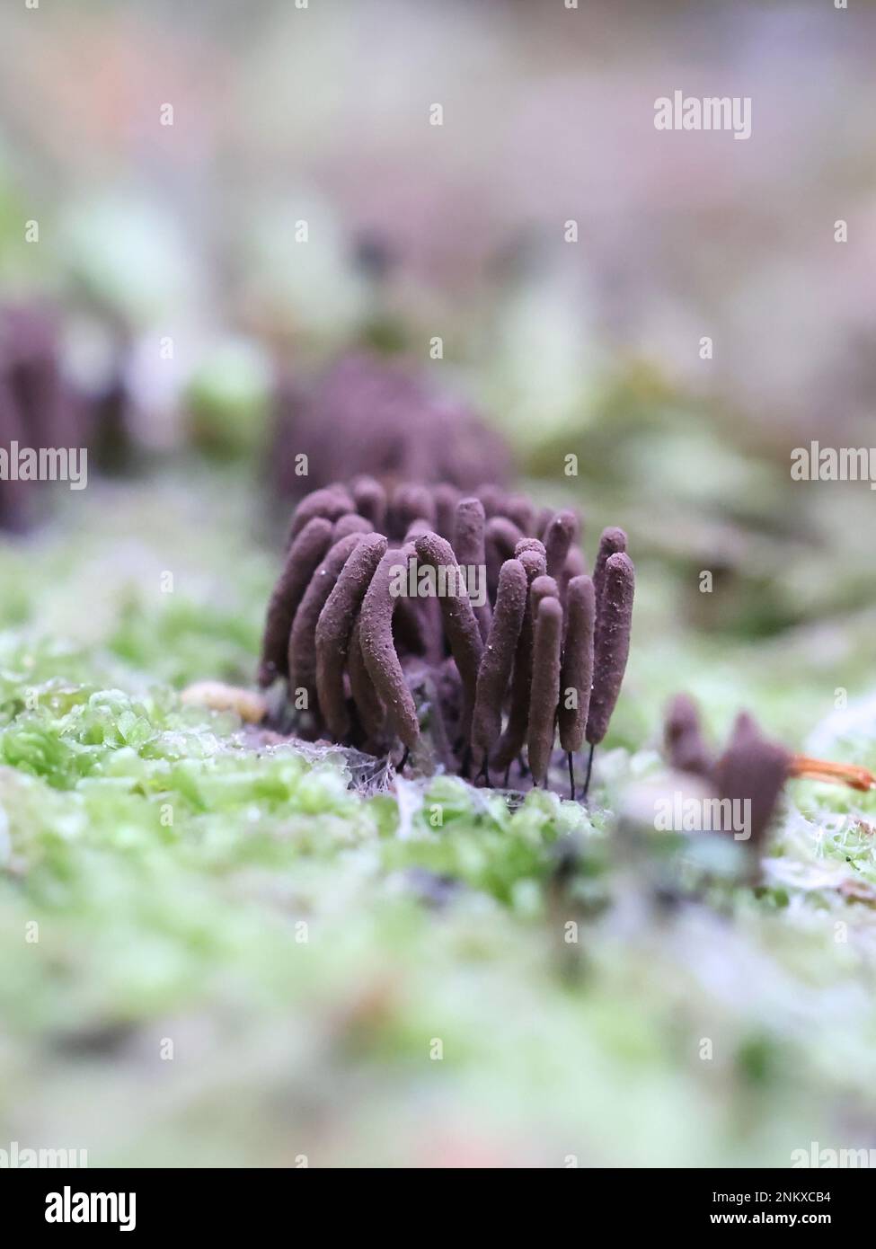 Stemonitis virginiensis, a slime mold from Finland, no common English name Stock Photo