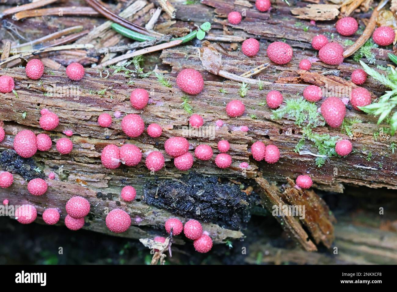 Lycogala epidendrum, commonly known as wolf's milk, slime mold from Finland Stock Photo