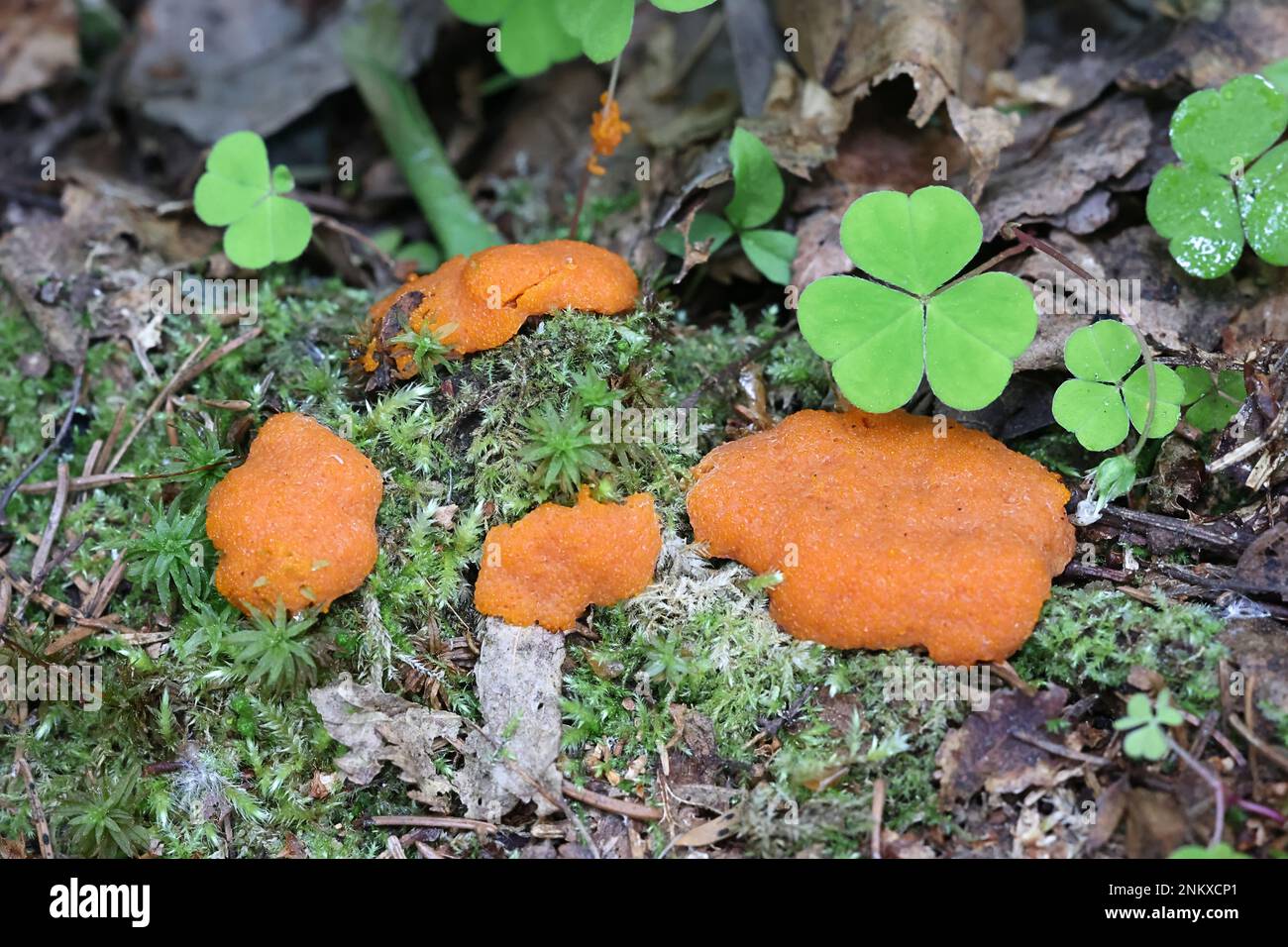 Tubifera montana, a raspberry slime mold species from Finland, no common English name Stock Photo