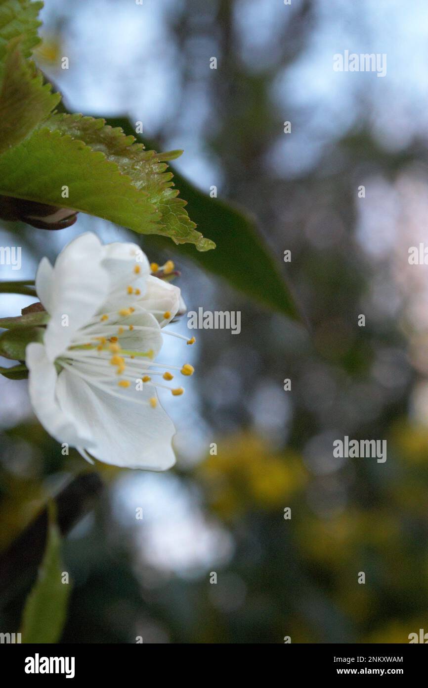 A green leaf lies over a single white tree blossom and in the background  blue sky, dark branches and yellow flowers blur into each other like bokeh Stock Photo