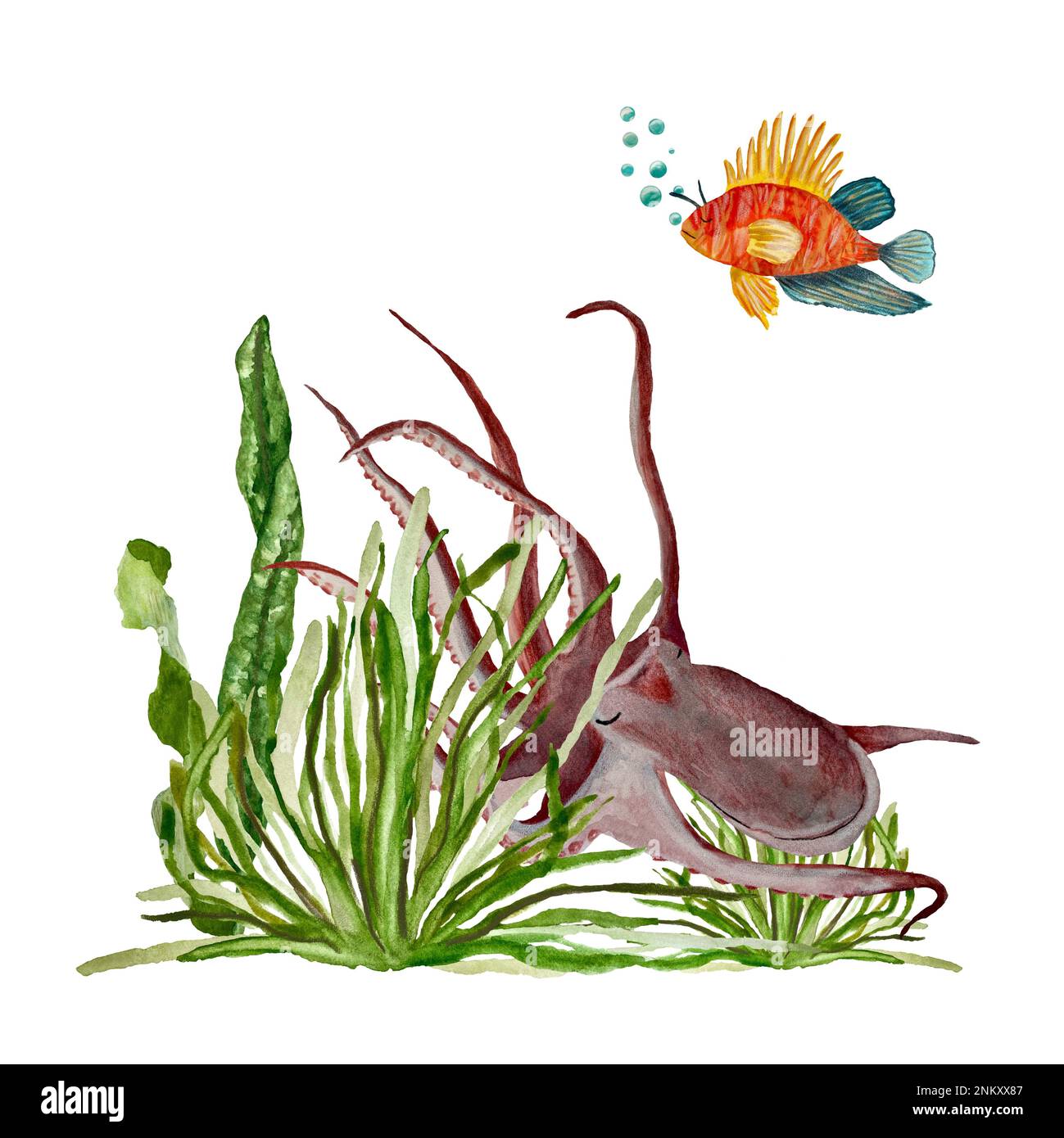 Poster Beautiful semi-circular aquarium with tropical fish on a white  background 