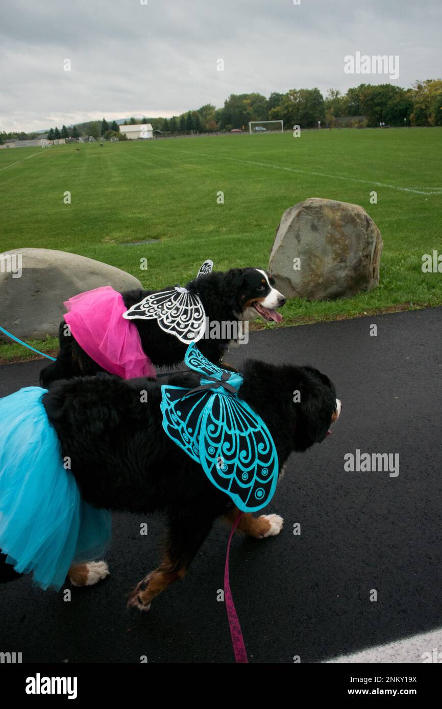 Two Bernese Mountain Dogs in costume on a walk Stock Photo