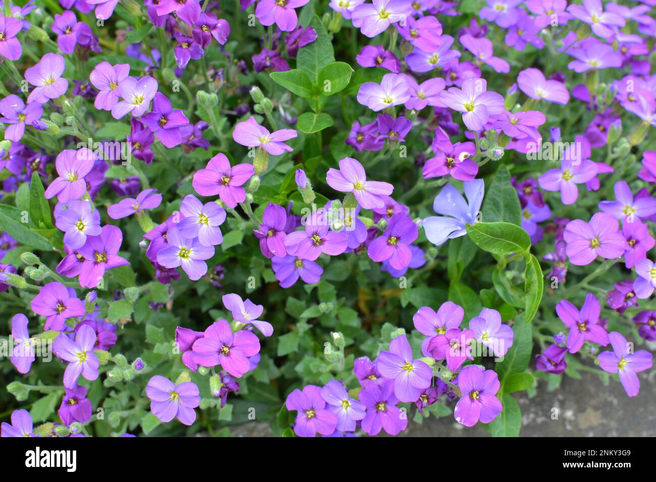 Aubrieta blooms in a spring flower bed in a garden Stock Photo