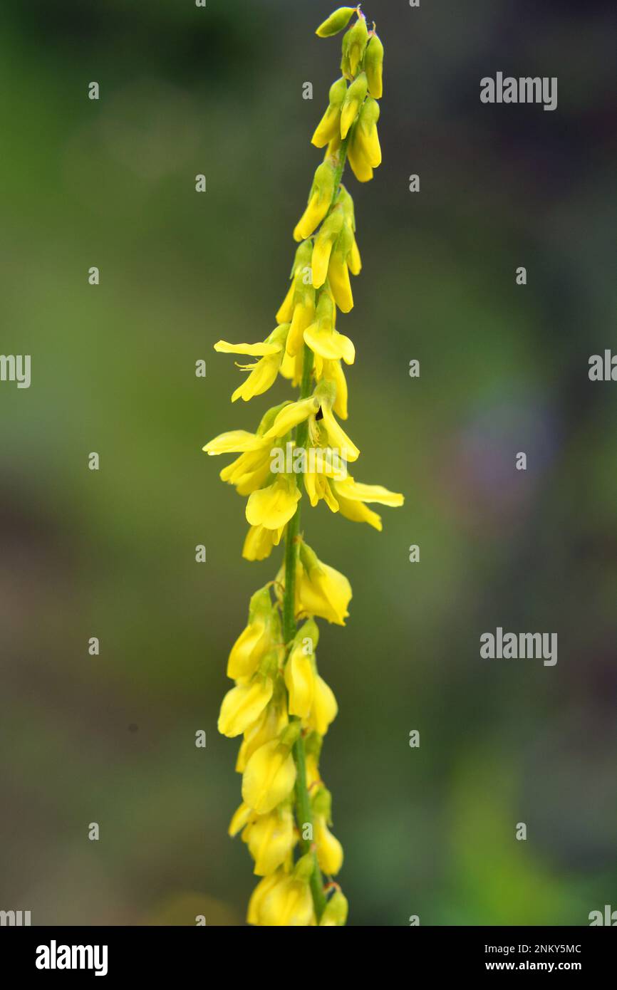 Melilot yellow, ribbed melilot (Melilotus officinalis) blooms in the wild in summer Stock Photo