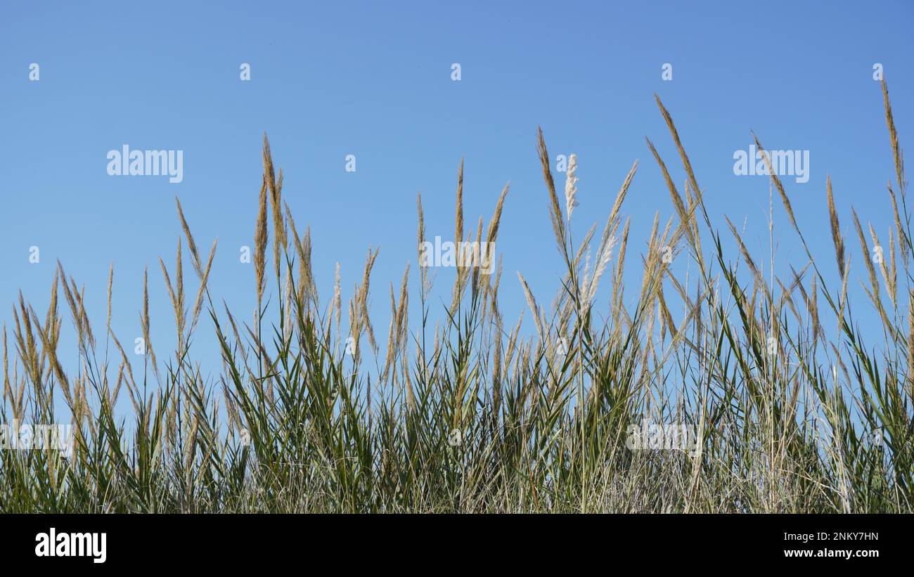 Giant reed canes hi-res stock photography and images - Alamy