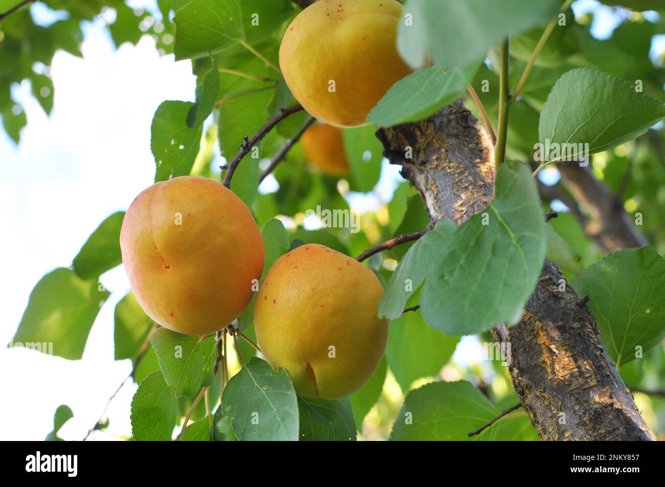Apricots ripen on a tree branch in the orchard Stock Photo Alamy