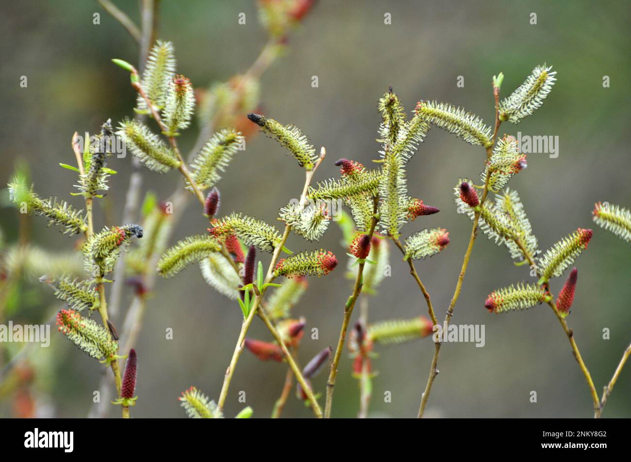 In spring, purple willow (Salix purpurea) grows in the wild Stock Photo