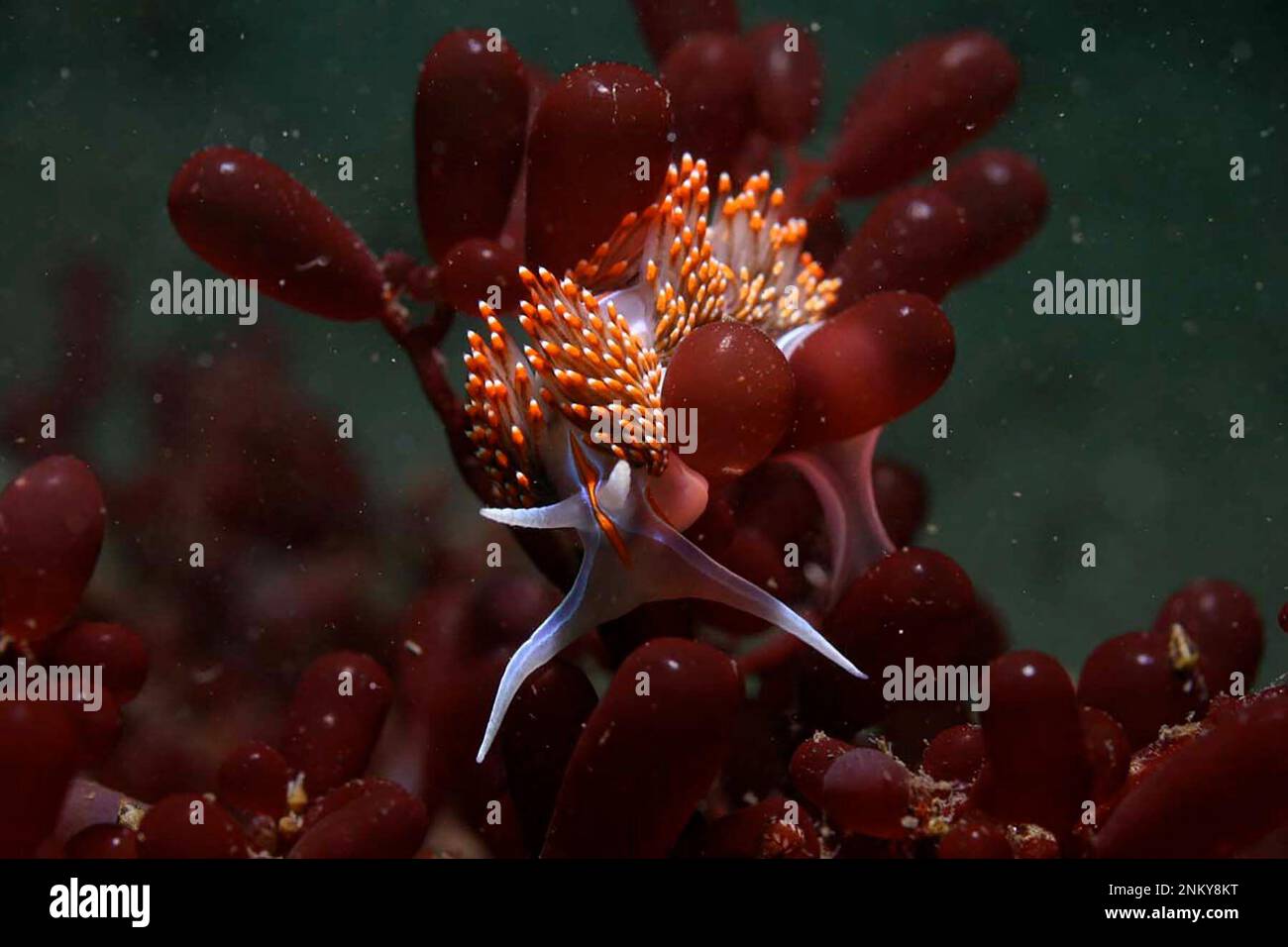 Slug Hermissenda crassicornis on the red algae Botryocladia