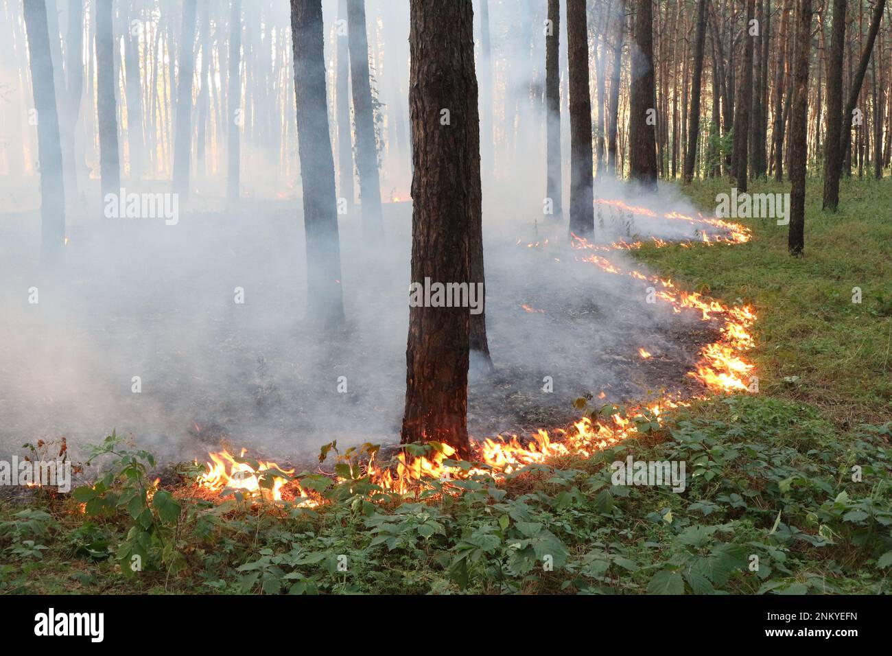 Grassroots fire in a pine forest Stock Photo - Alamy
