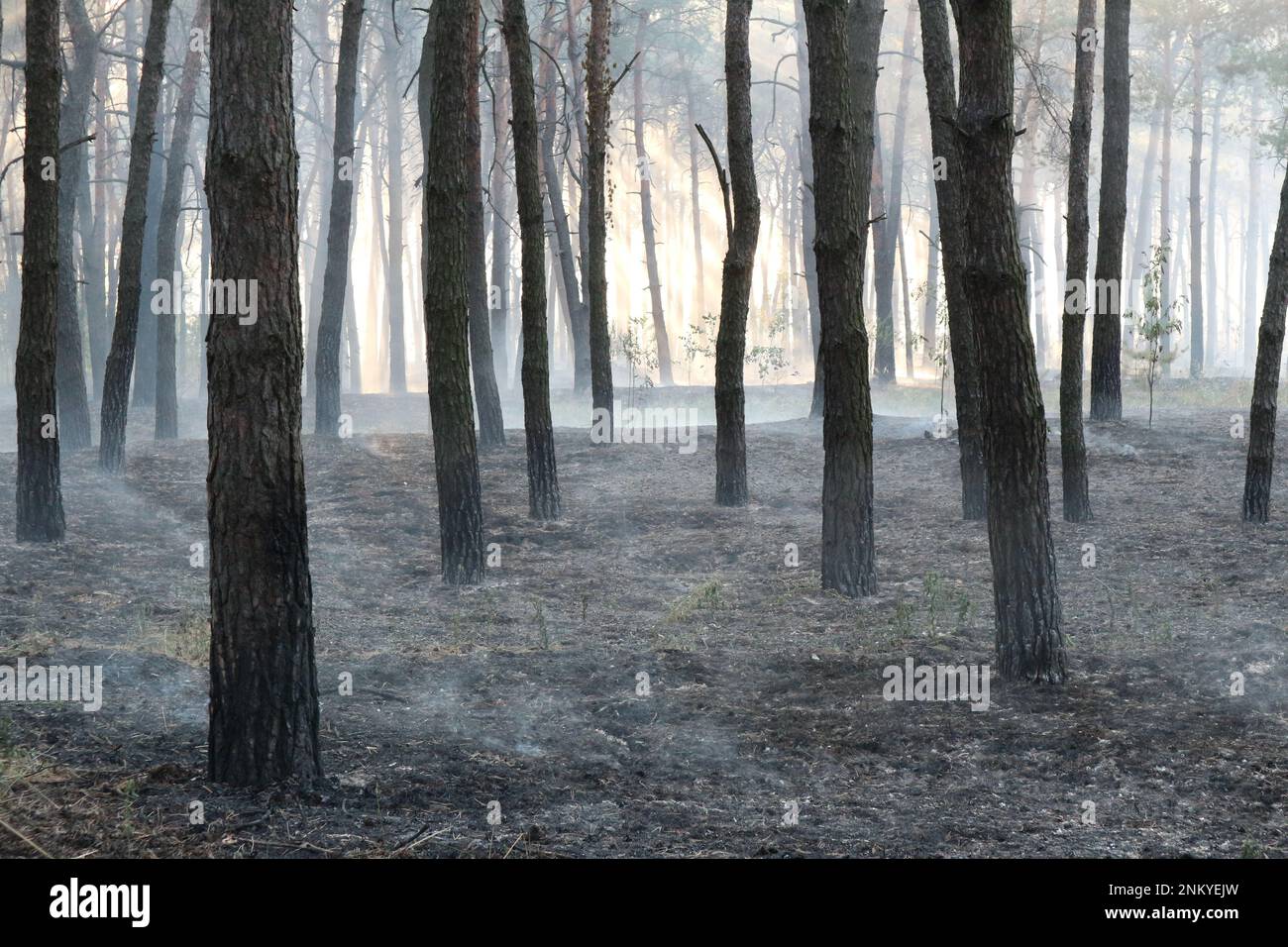 Pine forest after a grassroots fire Stock Photo - Alamy