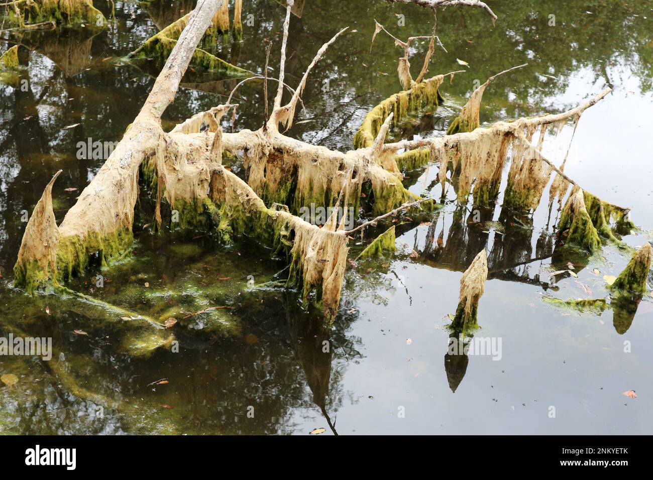 Seaweed on a fallen into the water dead tree. Stock Photo