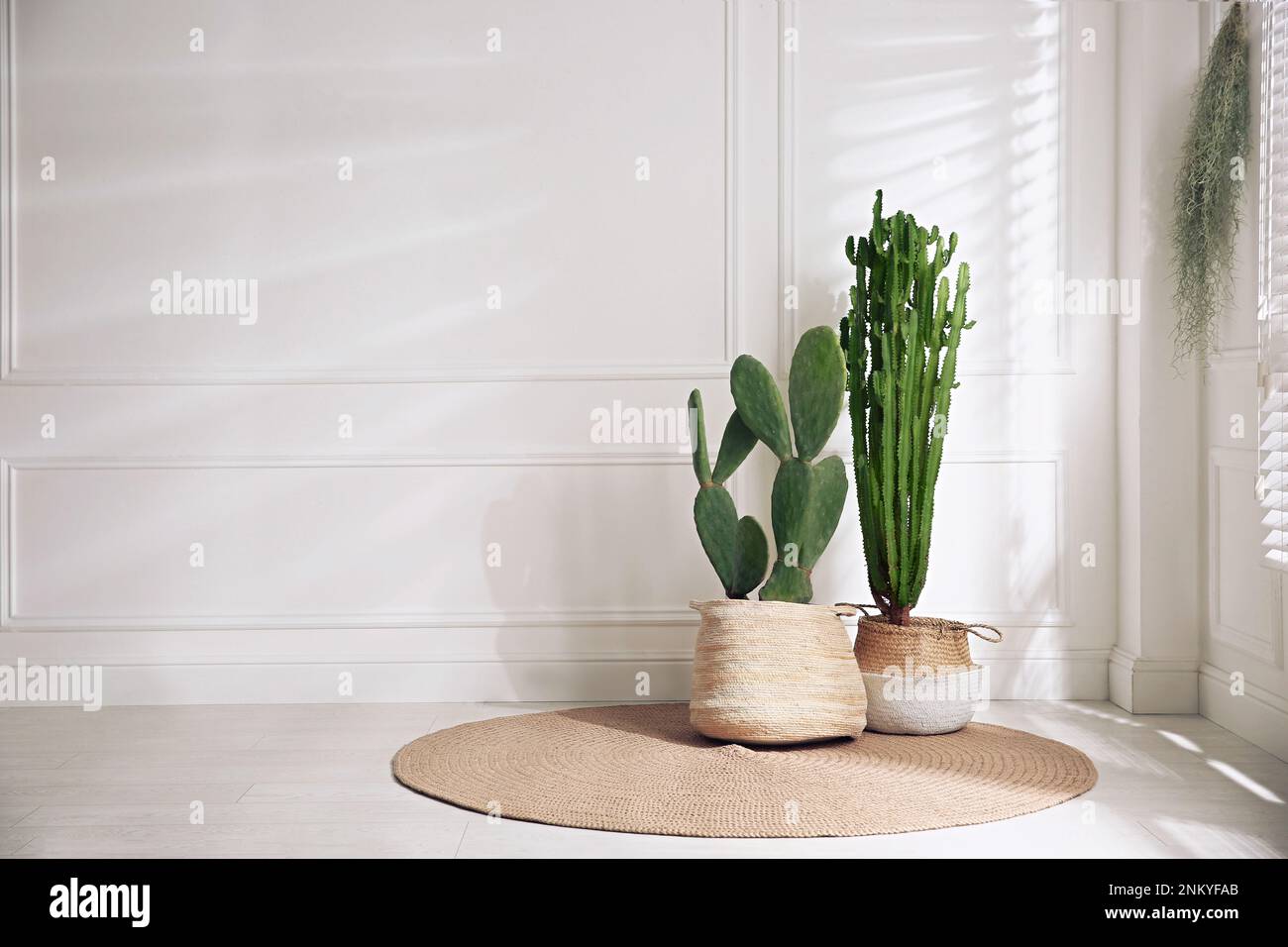 Stylish room with beautiful potted cacti, space for text. Interior ...