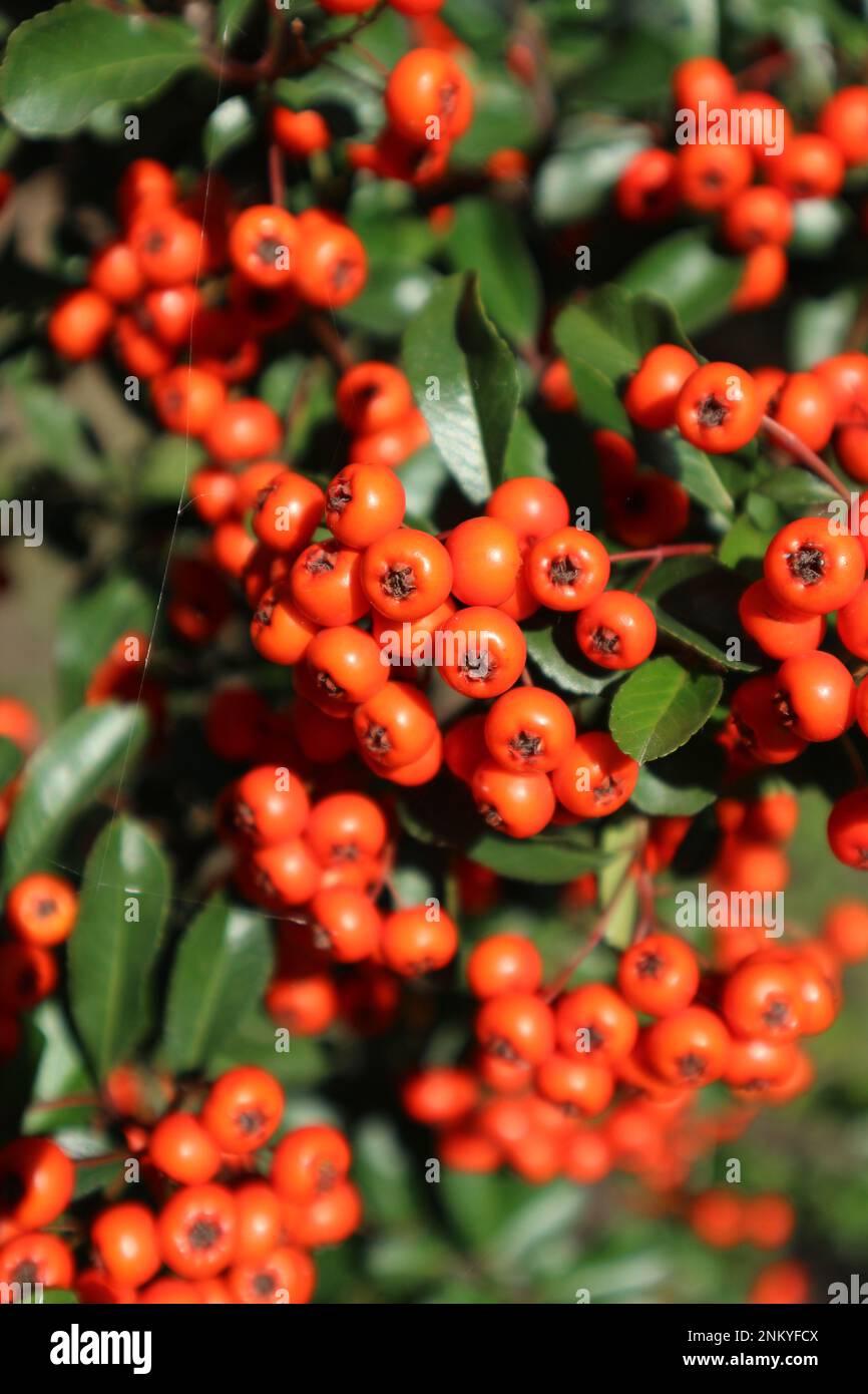 Lowboy hires stock photography and images Alamy