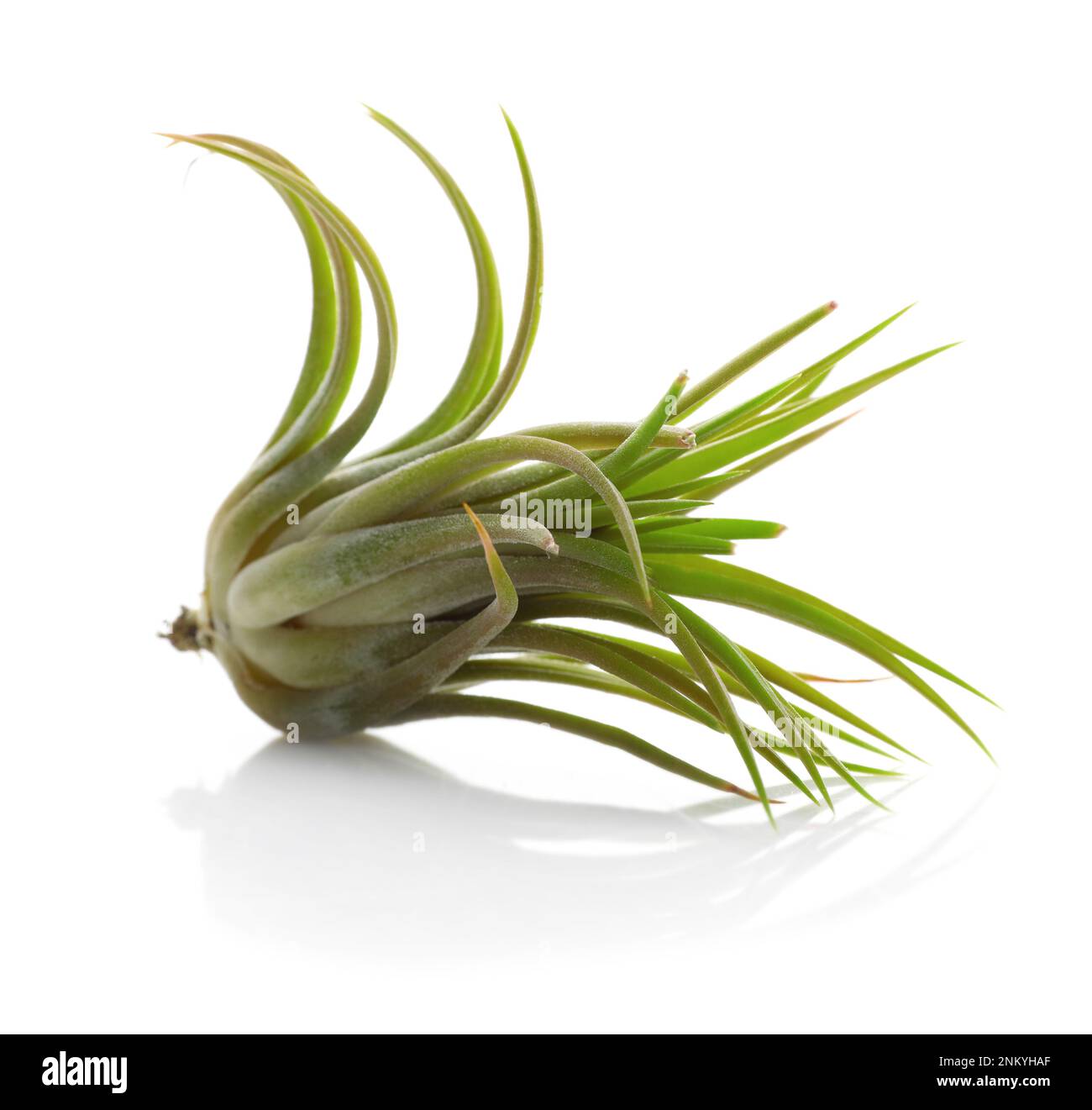 Beautiful tillandsia plant isolated Cut Out Stock Images & Pictures - Alamy