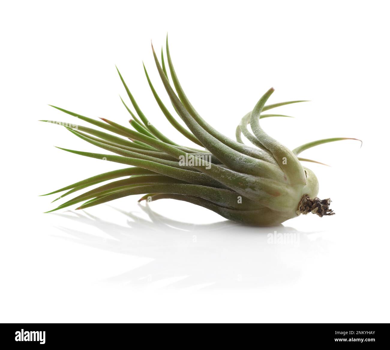 Beautiful tillandsia plant isolated Cut Out Stock Images & Pictures - Alamy