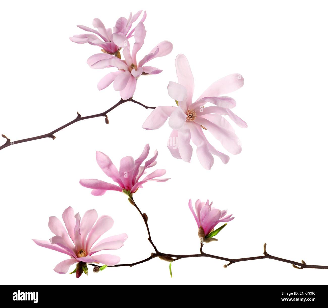 Magnolia tree branches with beautiful flowers on white background ...