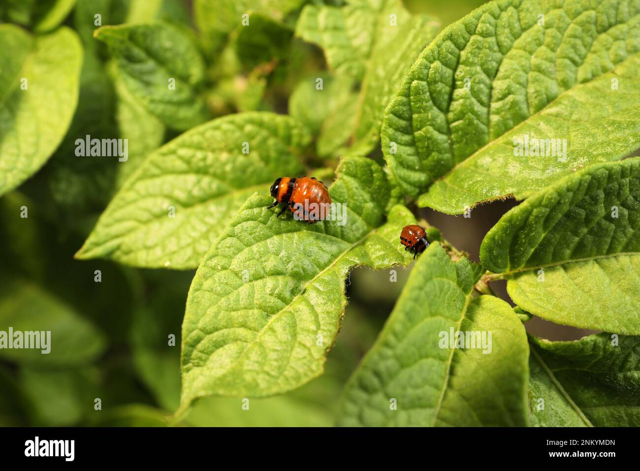 Colorado potato beetle larvae on green plant outdoors, closeup Stock Photo