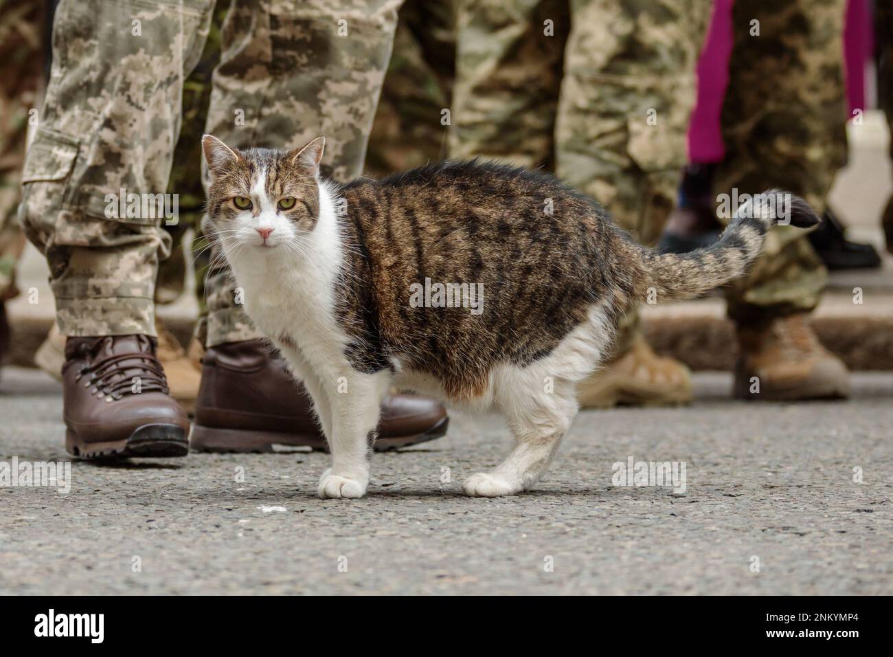 Downing Street, London, UK. 24th February 2023.  Larry the Cat welcomes the Ukrainian armed forces outside number 10 Downing Street, to mark the one-year anniversary of the full-scale Russian invasion of Ukraine. Photo by Amanda Rose/Alamy Live News Stock Photo