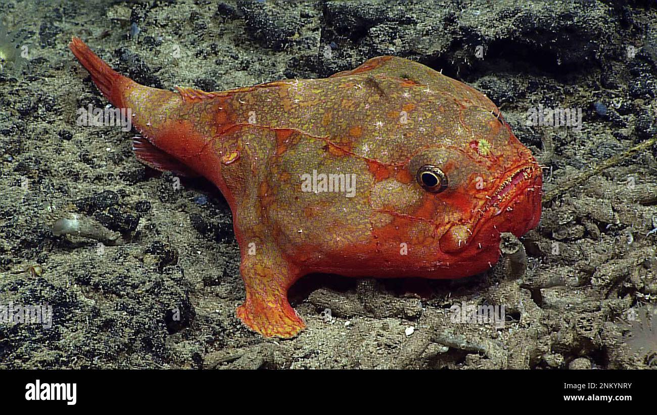 The Sea Toad, Chaunax umbrinus, a type of deep-sea angler fish, was seen at 328 m depth off the SW tip of Ni'ihau. The yellowish frilly structure in the center of its forehead is used as a lure ca. 29 October 2015 Stock Photo
