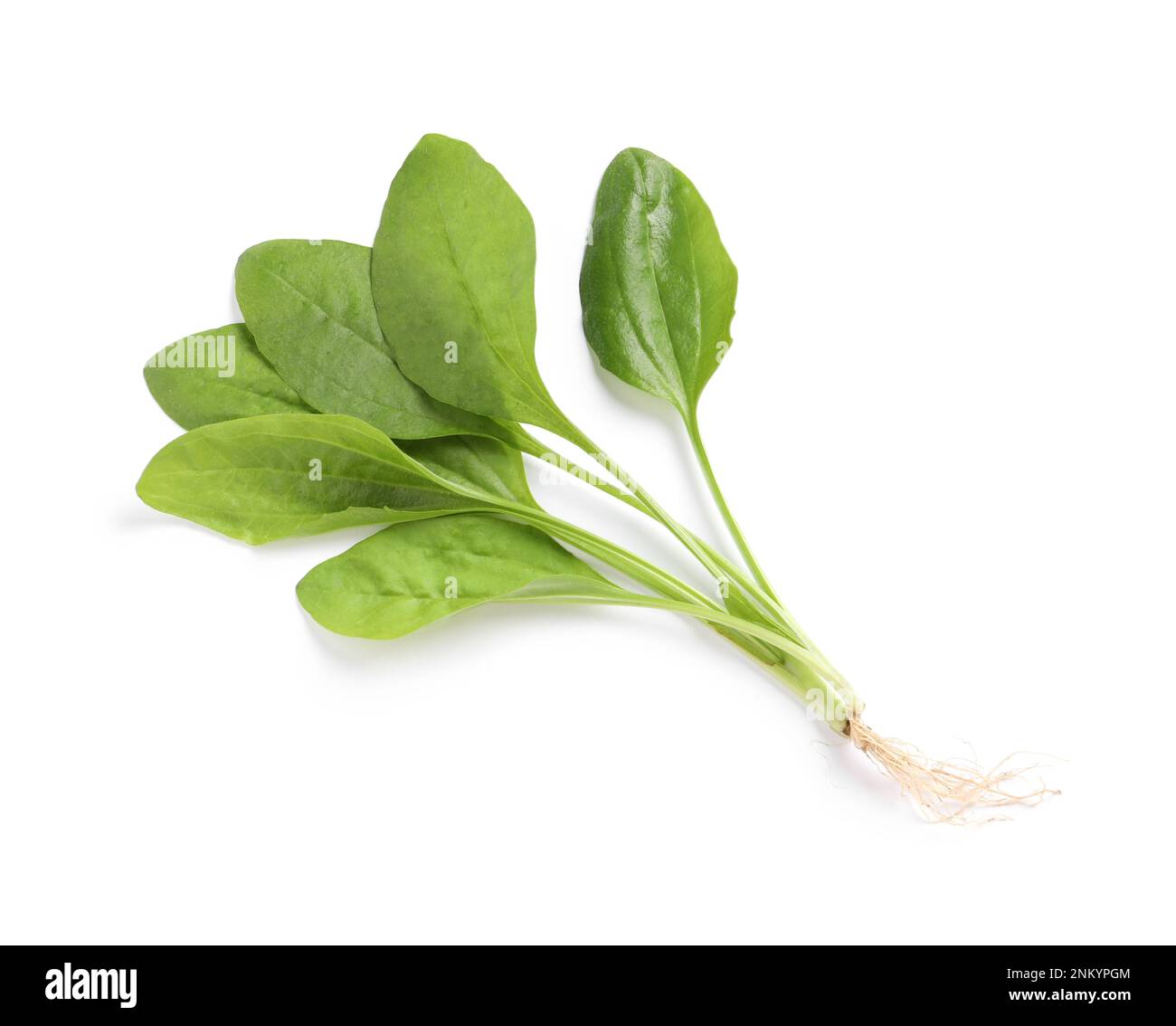 Broadleaf plantain on white background. Medicinal herb Stock Photo