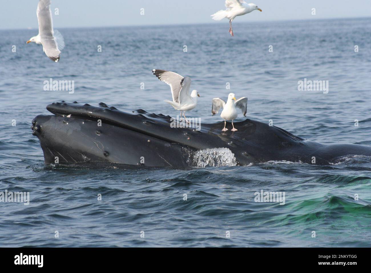 humpback whale humpback whale