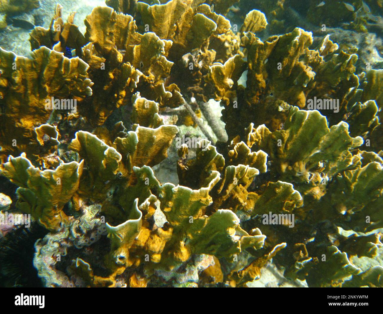 Blade Fire Coral -  Millepora complanata, Bonaire, 2008 Stock Photo