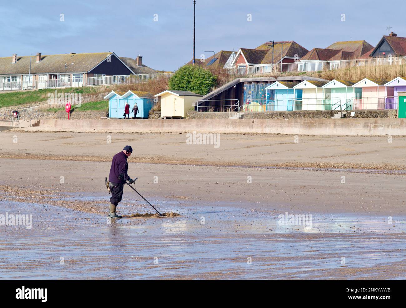 Metal detectorist metal detecting along the beach at Clacton on Sea Essex UK Stock Photo Alamy