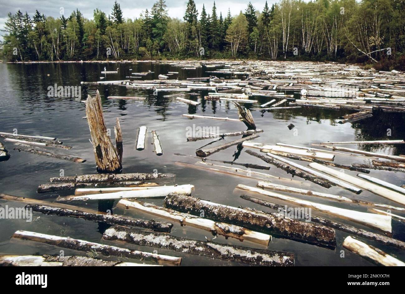 Clogging Rivers 1970s United States: Logs clog shoreline of St. Croix River above ...