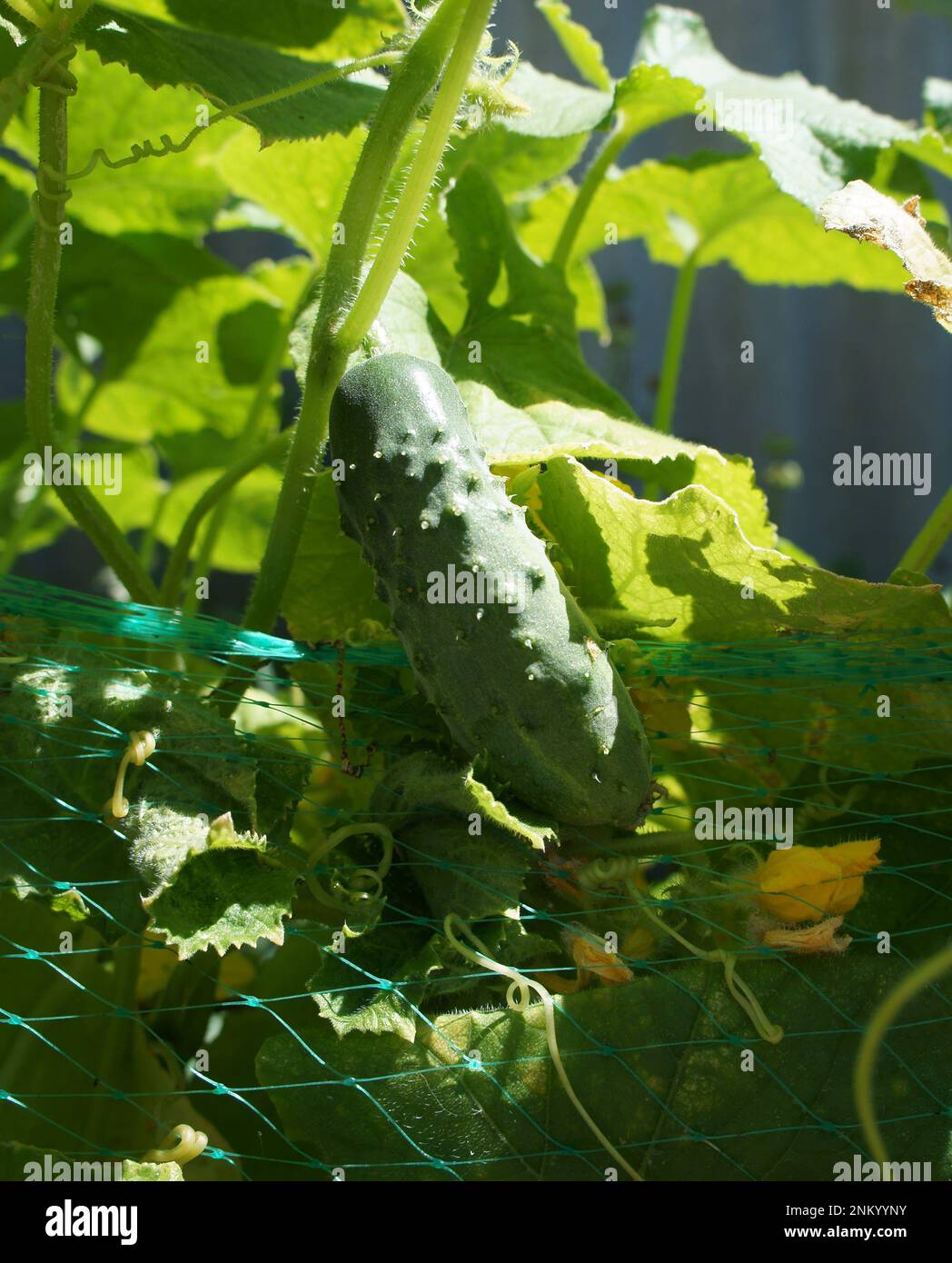 One green cucumber growing on a vine Stock Photo Alamy