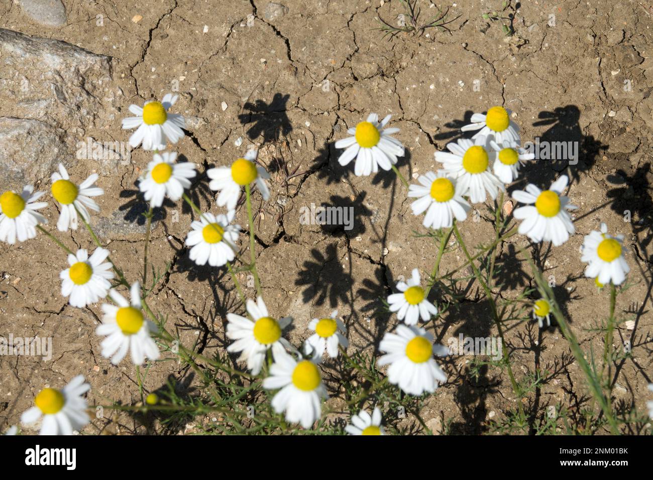 Effect of light and shade (opposition game). White chamomile flowers