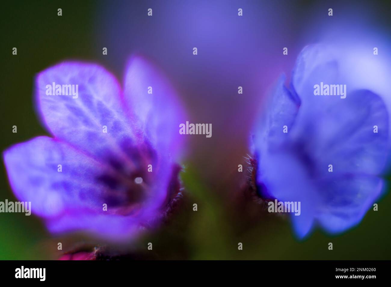 The blue flower is made in the technique of ultra-small depth of field. Macro Cowslip of Jerusalem (Pulmonaria) Stock Photo