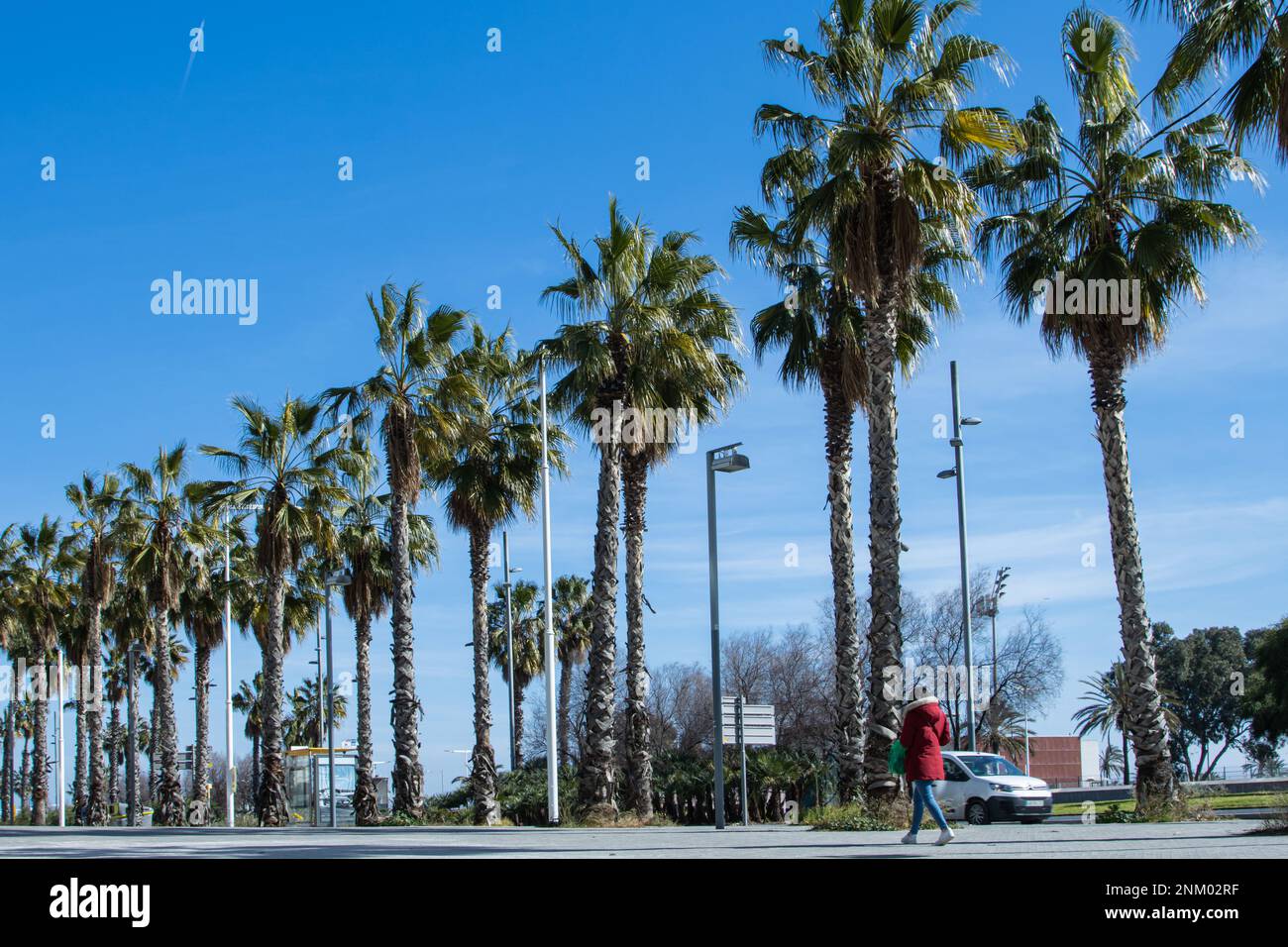 A woman wore a red coat walks near palm trees Stock Photo