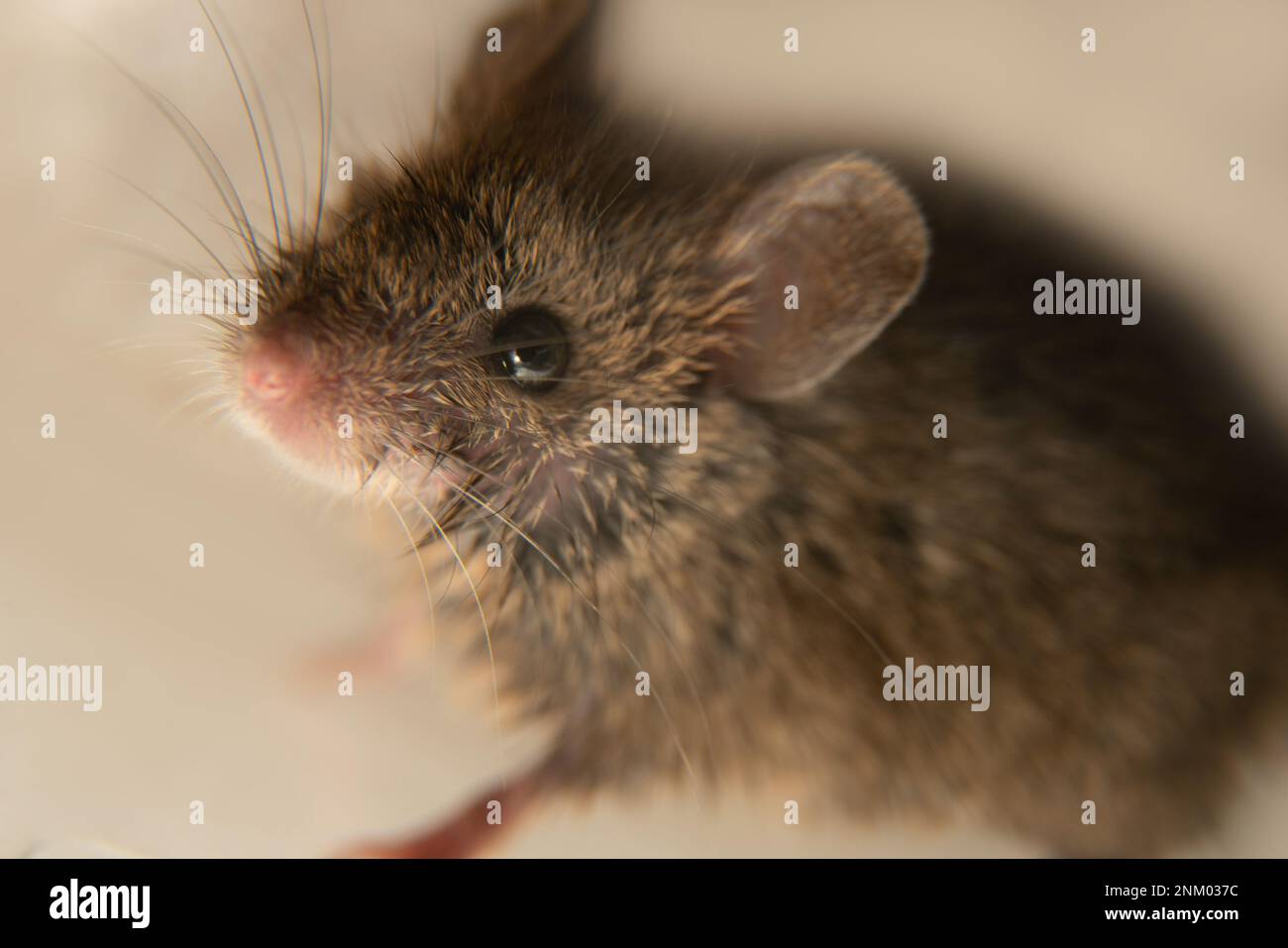 Swiss (house) mice (Mus musculus) constantly to human